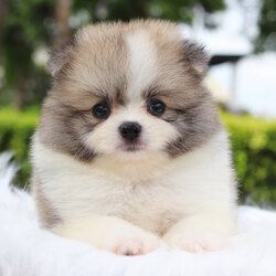 ปอมเมอเรเนียน เพศผู้สีแฟนซี