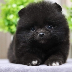 ปอมเมอเรเนียน เพศผู้