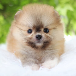 ปอมเมอเรเนียน เพศผู้สีส้มเกรดโชว์