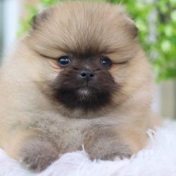 ปอมเมอเรเนียน เพศเมีย