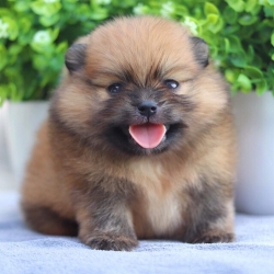 ปอมเมอเรเนียน เพศผู้