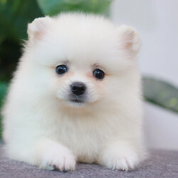 ปอมเมอเรเนียน เพศผู้ สีขาว หน้าฟ็อก ไซส์ปกติ