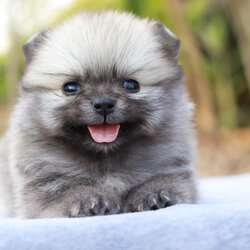 ปอมเมอเรเนียน เพศเมีย