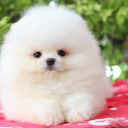 ปอมเมอเรเนียน เพศผู้สีขาวครีม เกรดโชว์