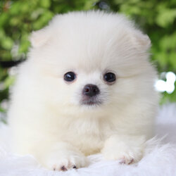 ปอมเมอเรเนียน เพศผู้สีขาวครีม