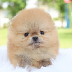 ปอมเมอเรเนียน เพศเมียสีส้ม