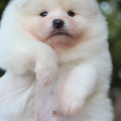 ปอมเมอเรเนียน เพศผู้ ขาวครีม