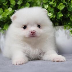 ปอมเมอเรเนียน เพศเมีย