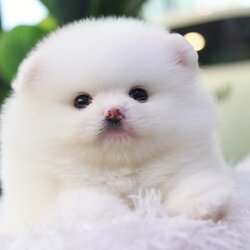 ปอมเมอเรเนียน เพศผู้ เกรดโชว์ สีขาว หน้าตุ๊กตา