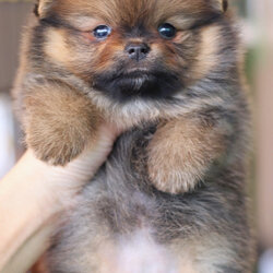 ปอมเมอเรเนียน เพศเมียสีส้ม