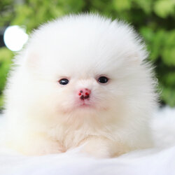 ปอมเมอเรเนียน เพศผู้สีขาว เกรดโชว์