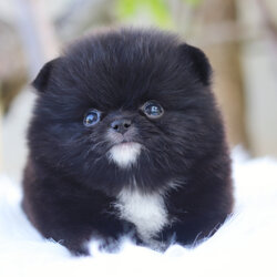 ปอมเมอเรเนียน เพศเมียสีดำ