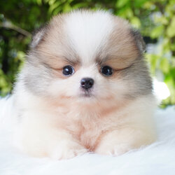 ปอมเมอเรเนียน เพศเมียสีแฟนซี