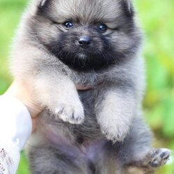 ปอมเมอเรเนียน เพศผู้