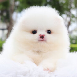 ปอมเมอเรเนียน เพศผู้สีขาวสำลีเกรดโชว์