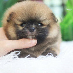 ปอมเมอเรเนียน เพศผู้ สีส้ม