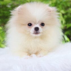 ปอมเมอเรเนียน เพศเมียสีครีม