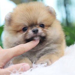 ปอมเมอเรเนียน เพศผู้ สีส้ม