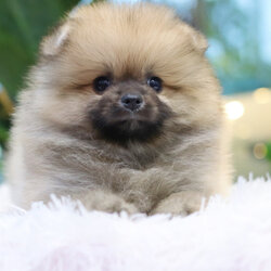 ปอมเมอเรเนียน เพศผู้ สีส้ม