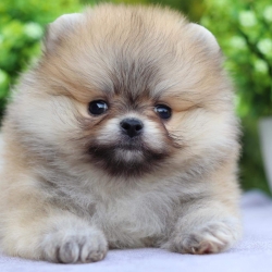 ปอมเมอเรเนียน เพศเมีย