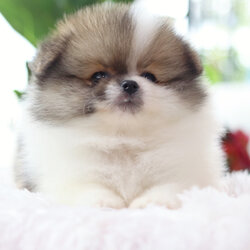 ปอมเมอเรเนียน เพศผู้แฟนซี ไซส์ปกติ