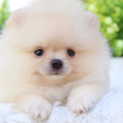 ปอมเมอเรเนียน เพศผู้