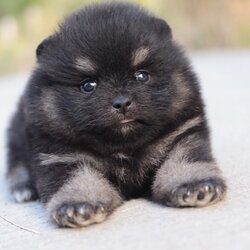 ปอมเมอเรเนียน เพศผู้ แบล็คแทน