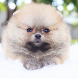 ปอมเมอเรเนียน เพศเมียสีส้มเกรดโชว์