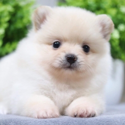 ปอมเมอเรเนียน เพศเมีย