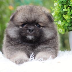 ปอมเมอเรเนียน เพศเมียสีส้ม