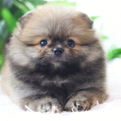 ปอมเมอเรเนียน เพศเมียสีส้ม