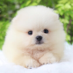 ปอมเมอเรเนียน เพศผู้สีขาวครีม