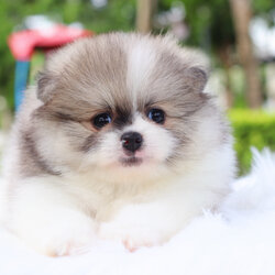 ปอมเมอเรเนียน เพศเมียสีแฟนซี