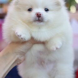 ปอมเมอเรเนียน เพศผู้ สีครีม