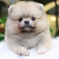 ปอมเมอเรเนียน เพศผู้ สีส้ม