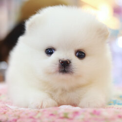 ปอมเมอเรเนียน เพศเมียสีขาว เกรดโชว์