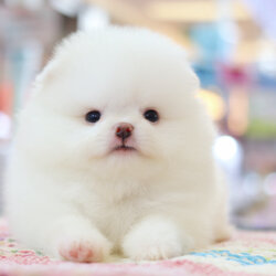 ปอมเมอเรเนียน เพศเมียสีขาวเกรดโชว์