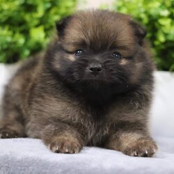 ปอมเมอเรเนียน เพศผู้