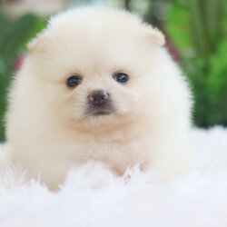 ปอมเมอเรเนียน เพศเมียสีขาวครีม