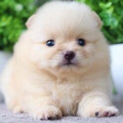 ปอมเมอเรเนียน เพศผู้