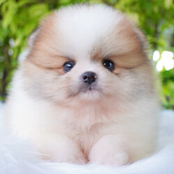 ปอมเมอเรเนียน เพศผู้สีแฟนซี