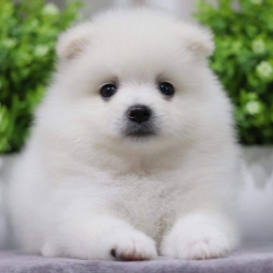 ปอมเมอเรเนียน เพศผู้