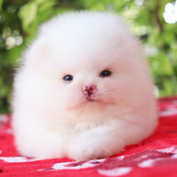 ปอมเมอเรเนียน เพศผู้ สีขาวครีม เกรดโชว์