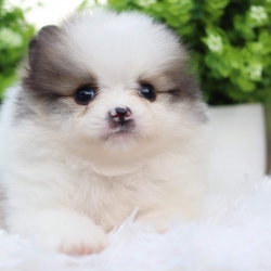 ปอมเมอเรเนียน เพศเมีย