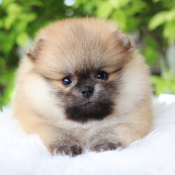 ปอมเมอเรเนียน เพศเมียสีส้ม เกรดโชว์