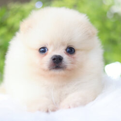 ปอมเมอเรเนียน เพศผู้สีขาวครีม