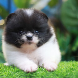 ปอมเมอเรเนียน เพศผู้ แฟนซีขาวดำ