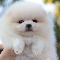 ปอมเมอเรเนียน เพศผู้ สีขาวครีม หน้าตุ๊กตา