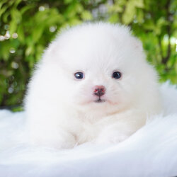 ปอมเมอเรเนียน เพศผู้ สีขาวครีม เกรดโชว์