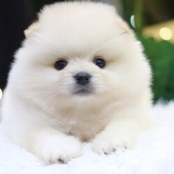 ปอมเมอเรเนียน เพศผู้ สีขาวครีม